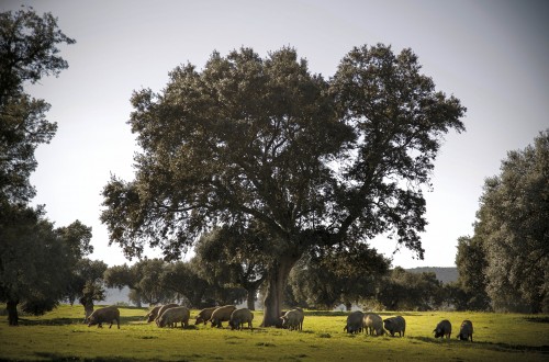 ASAJA-Córdoba impulsa un manifiesto en defensa del cerdo ibérico extensivo