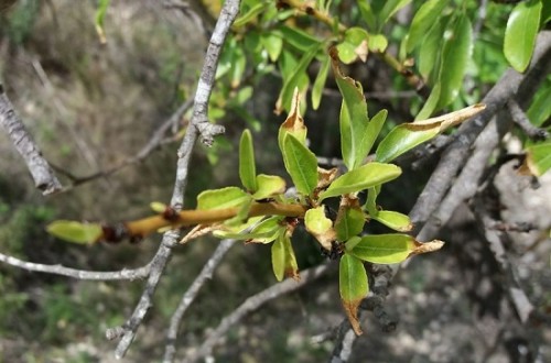 Xylella fastidiosa, ¿una amenaza imprevisible?