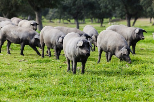 Jamones Ibéricos de España y la UE presentan el ‘Ham Passion Tour’