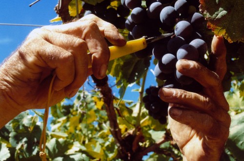 Cooperativas de Castilla-La Mancha piden la utilización de mostos para aumentar el grado de los vinos