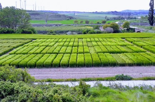 Evaluación de nuevas variedades de cebada de ciclo largo y trigo blando de otoño