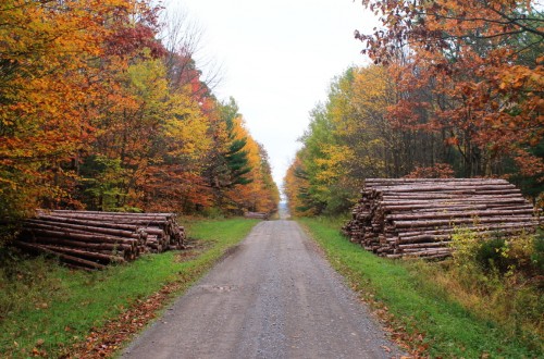 La madera de los montes genera ingresos de 7 M€ en el tercer trimestre del año