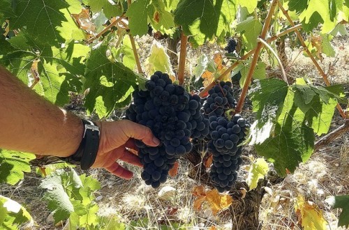 Aprobados los cambios legales del Programa de apoyo al sector vitivinícola español para el periodo 2019-2023