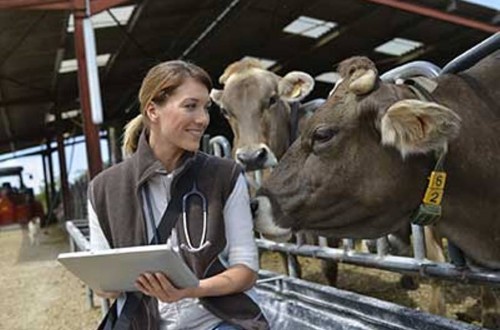 La UE da luz verde a las nuevas normas sobre medicamentos veterinarios y piensos medicamentosos