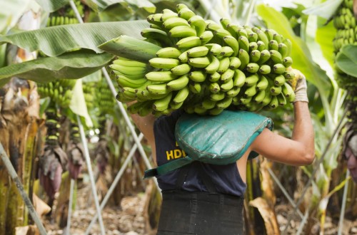 Plátano de Canarias se acredita como el plátano más sostenible del mundo