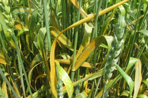 Estrategias para el control de la roya amarilla en el cultivo del trigo blando