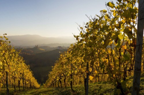 El sector del vino se dará cita en Toledo para afrontar el reto del cambio climático