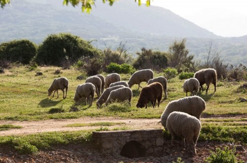 Anafric se suma al uso prudente de los antibióticos en el sector ovino y caprino