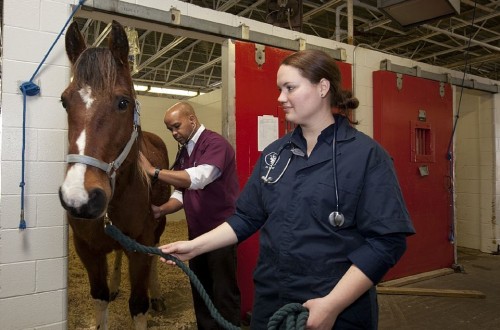 Dos de cada tres estudiantes de veterinaria, valoran trabajar en el extranjero