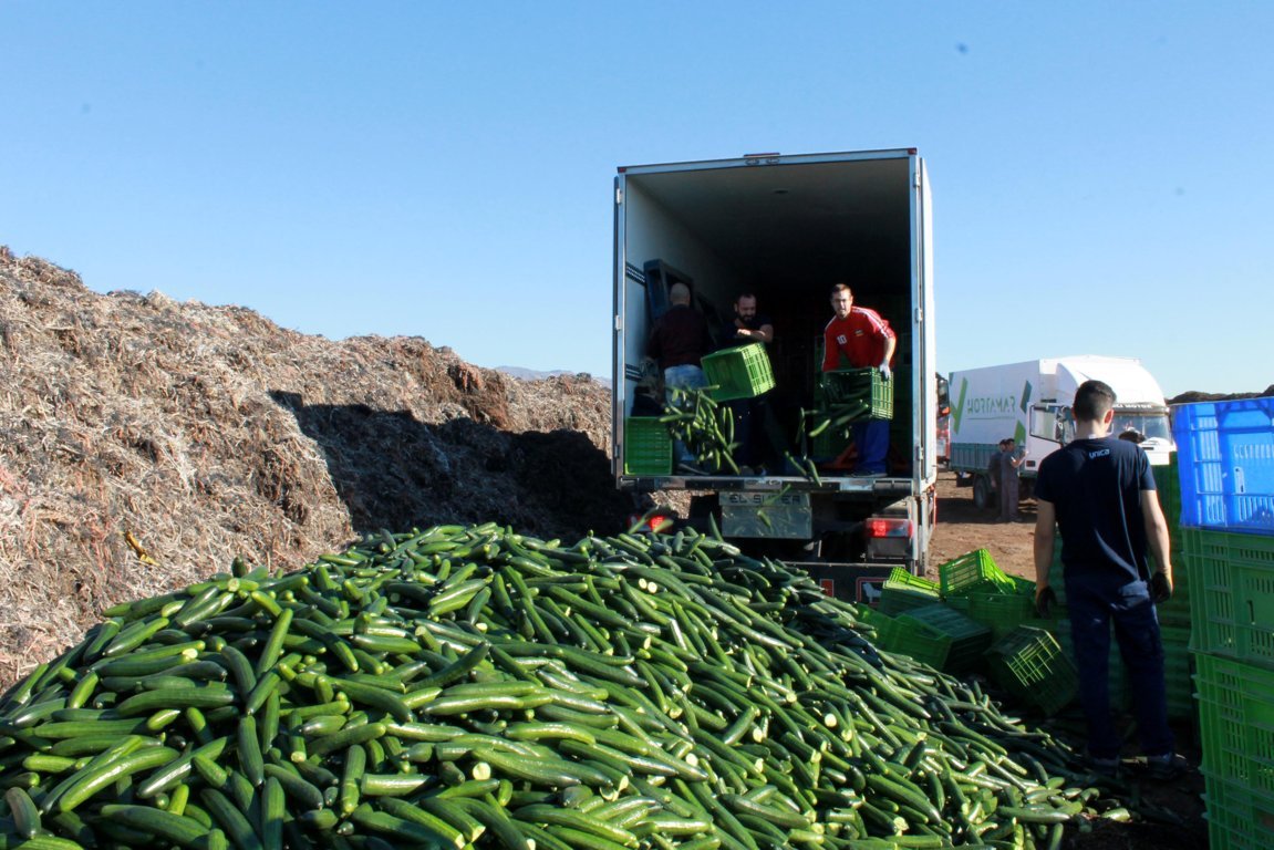Comercializadoras retiran más de 100.000 kilos de pepinos del mercado por exceso de oferta