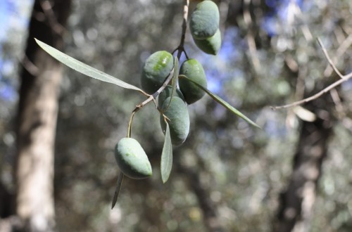 La producción de aceite de oliva desciende a la mitad con respecto a la pasada campaña hasta el 30 de noviembre