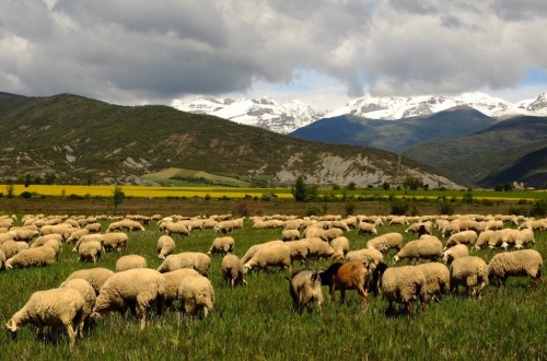 El CITA y la UZ diseñan un sistema de pagos por servicios ambientales para la agricultura y la ganadería mediterráneas