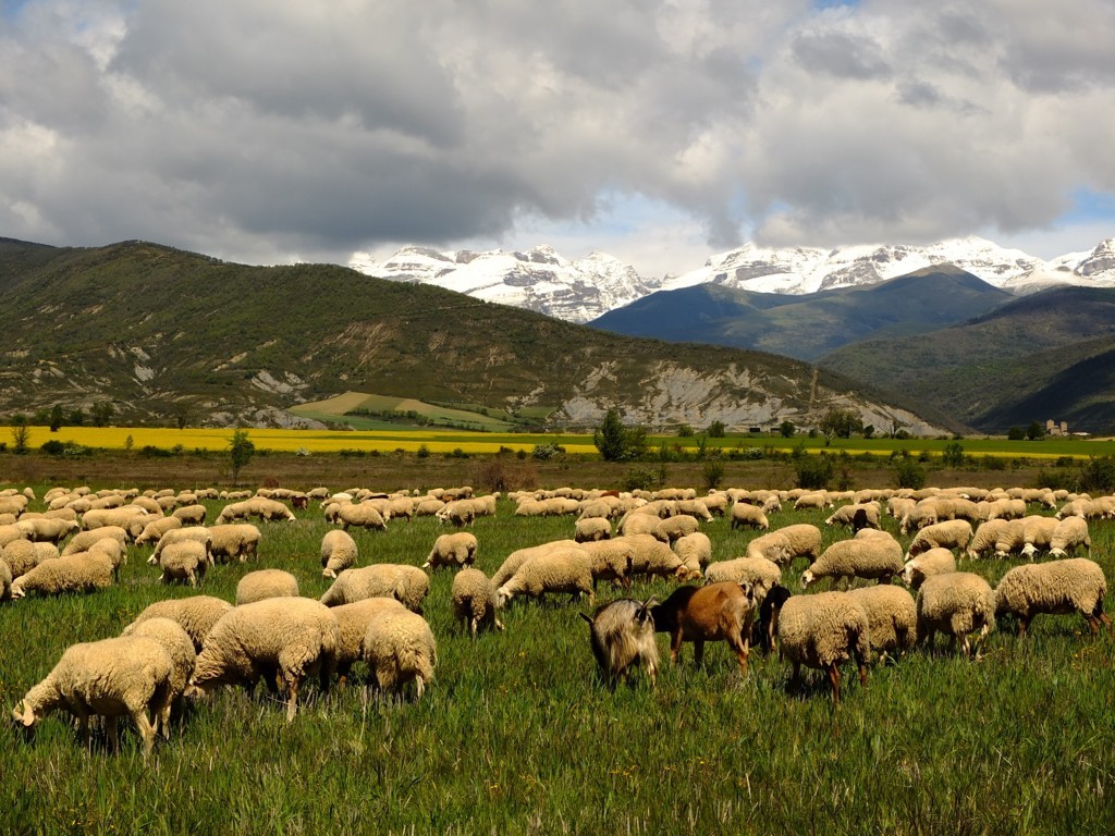 El CITA y la UZ diseñan un sistema de pagos por servicios ambientales para la agricultura y la ganadería mediterráneas