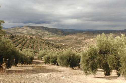 Situación fitosanitaria del cultivo del olivar