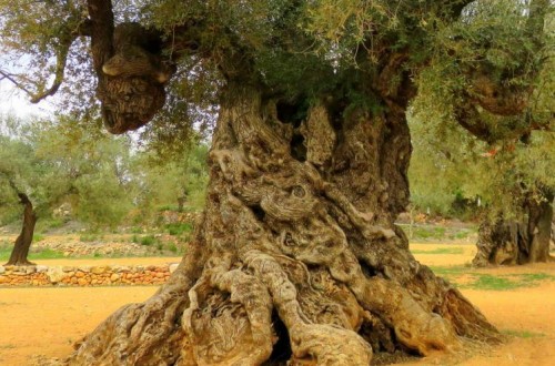 La FAO reconoce oficialmente a los Olivos Milenarios del Sénia como Sistema Importante del Patrimonio Agrícola Mundial