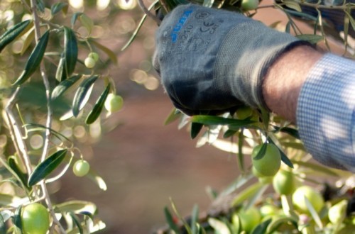 La ocupación en Agricultura cerró 2018 con 825.600 empleados