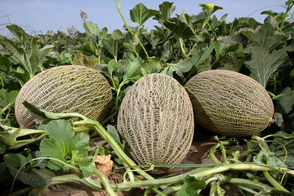 Ceferino, Arroyo y Loire, novedades en el catálogo de melón de Fitó