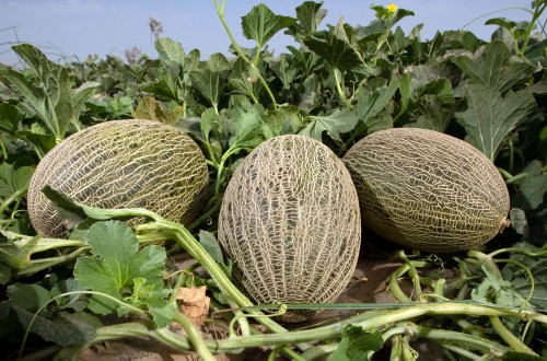 Ceferino, Arroyo y Loire, novedades en el catálogo de melón de Fitó