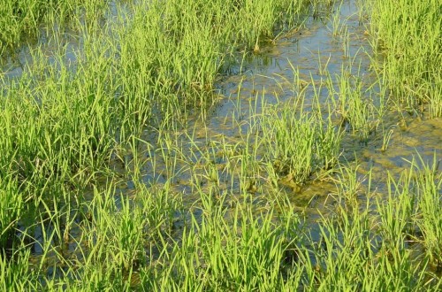 La UE reintroduce la cláusula de salvaguardia a la importación de arroz de Camboya y Myanmar