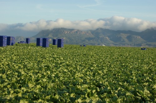 Diversificar más la exportación de frutas y hortalizas frescas fuera de Europa, prioridad para este 2019