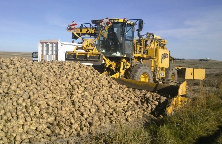 El MAPA apuesta en Bruselas por mantener el cultivo de remolacha azucarera en España