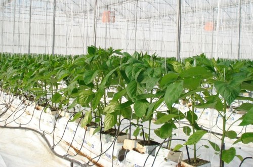 El BOE publica el primer Plan de Actuación de MAPA e INIA sobre los recursos fitogenéticos agrícolas y alimentarios