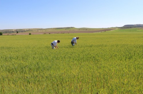 La CE presenta una nueva herramienta TIC para aumentar el uso sostenible de nutrientes en la Unión Europea