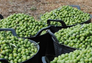 Andalucía lidera las exportaciones de aceituna de mesa y bate récord con 702 millones de facturación