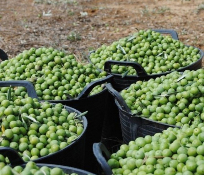 Andalucía lidera las exportaciones de aceituna de mesa y bate récord con 702 millones de facturación