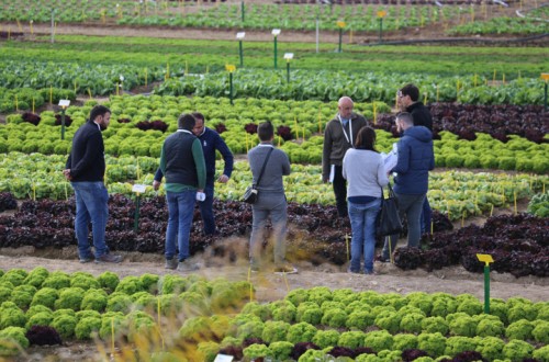 Lechugas resistentes a BR:35EU, protagonistas de la jornada de Puertas Abiertas de Bejo