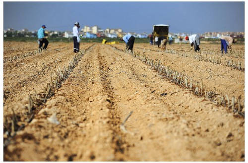 El paro agrario aumentó en 4.920 personas en enero, pero la afiliación a la Seguridad Social aguantó