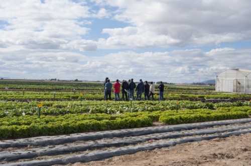 Bejo celebrará en Murcia una jornada de puertas abiertas de lechuga y brassicas