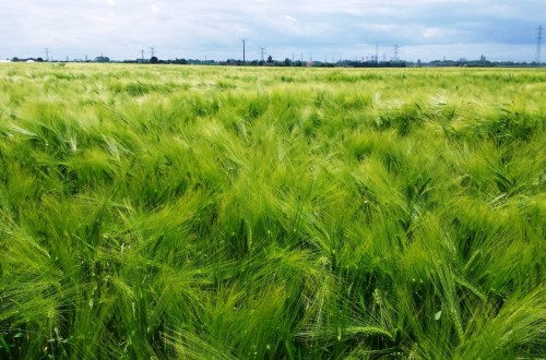 MercadosPAC, primera empresa dirigida a organizar el mercado no regulado de derechos agrícolas