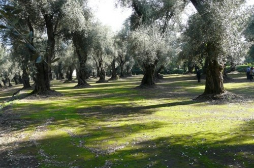 Debacle total de la producción “Made in Italy” de aceite de oliva en la campaña 2018/19