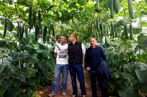 Fitó muestra en campo Caoba, su nuevo pepino holandés con genética SmartQ