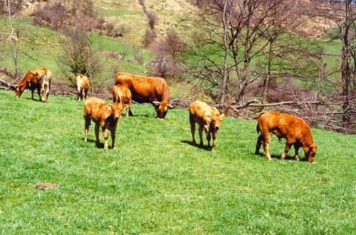 Consulta pública para elaborar la normativa básica de ordenación de las explotaciones de ganado bovino