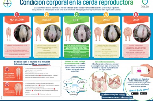 Bayer lanza BCS SowDition, la app que evalua la condición de cerdas reproductoras