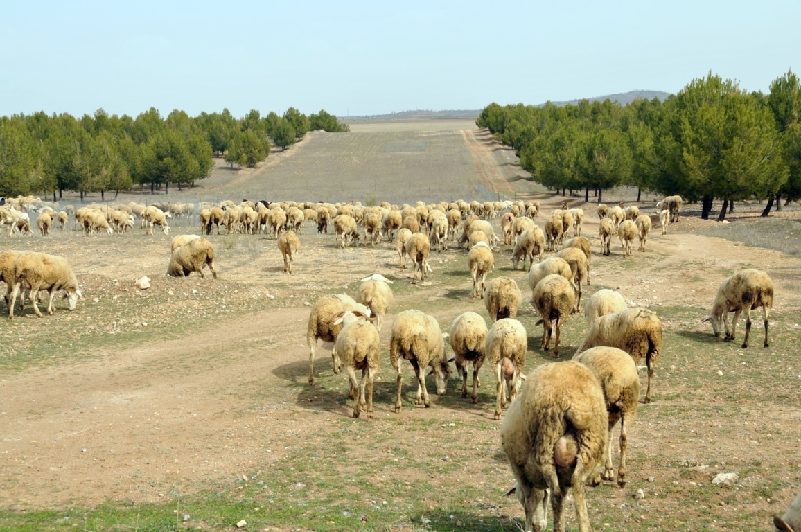 El FEGA informa de  los importes unitarios definitivos de las ayudas asociadas PAC 2018 al ovino y caprino