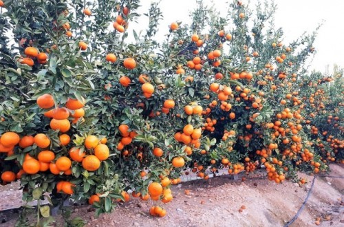 La mandarina Spring Sunshine alcanza las 500 hectáreas licenciadas en España