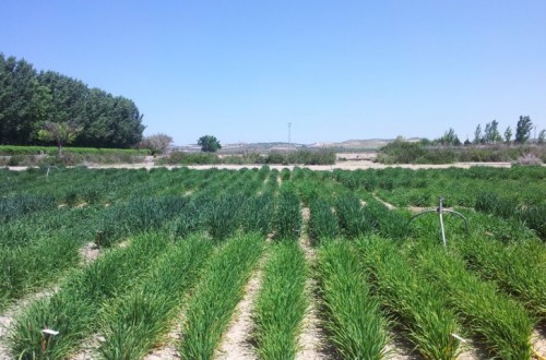 La semilla certificada, clave en la producción agraria