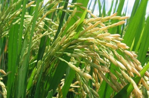 Subida del arancel al arroz integral de países terceros por el fuerte alza de las importaciones de la UE