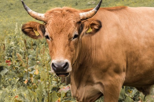 Castilla y León lidera la producción de carne de vacuno española