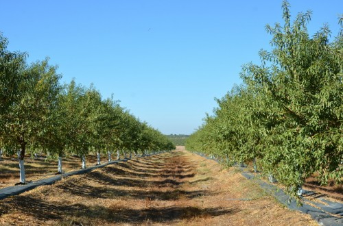 Andalucía recogerá 14.950 toneladas de almendra en la campaña 2019-2020