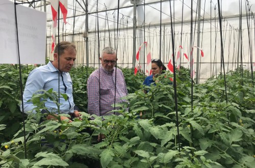 Mejor asimilación de nutrientes en el cultivo de tomate con Copué Regeneración Plus y Procuaje Radicular