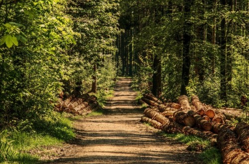 Desciende el valor de la madera subastada en el primer trimestre de 2019