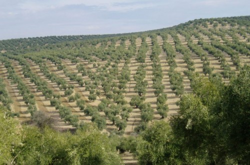 La producción comunitaria de aceite de oliva se cierra en poco más de 2,25 Mt en 2018/19