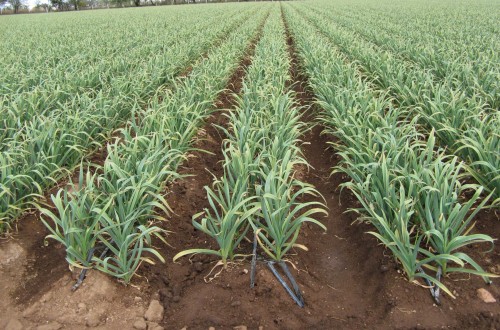 El sector del ajo, indignado por la actualización y subida del seguro agrario