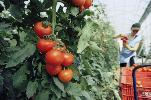 Los tomates españoles para consumo en fresco ya pueden exportarse a Canadá