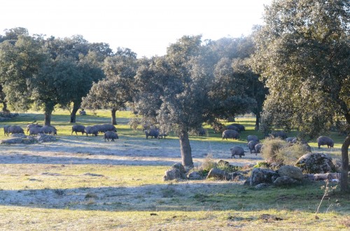 Ganaderos andaluces y extremeños impulsan el manifiesto del ibérico extensivo