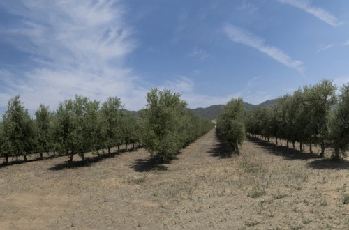 El sistema Todolivo Olivar en Seto presenta un balance positivo de huella de carbono